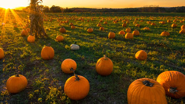 Pumpkin Patch